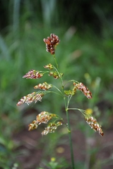 Anthoxanthum repens