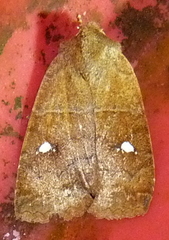 Eupsilia vinulenta