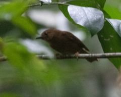 Schiffornis veraepacis