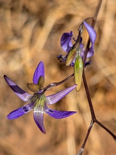 Conanthera trimaculata (Conanthera trimaculata)