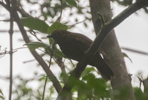 Northern Schiffornis (Schiffornis veraepacis), photo 9