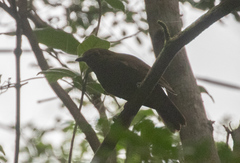 Schiffornis veraepacis