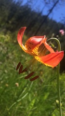 Lilium pardalinum vollmeri