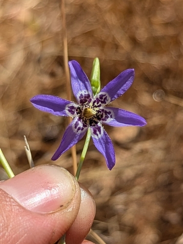 Conanthera bifolia