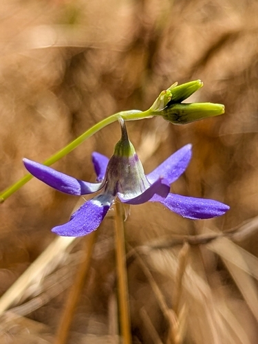 Conanthera bifolia, photograph 2