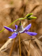 (c) Cochi González, some rights reserved (CC BY) Conanthera bifolia, photograph (c) Cochi González, some rights reserved (CC BY)