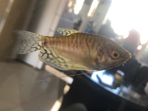 Three Spot Gourami