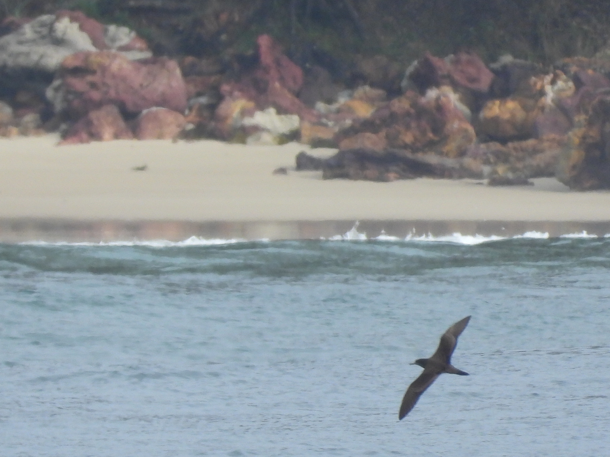Wedge-tailed Shearwater