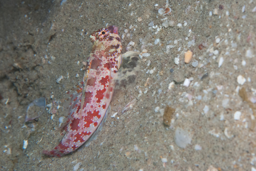 Synchiropus stellatus observed 2026-02-04