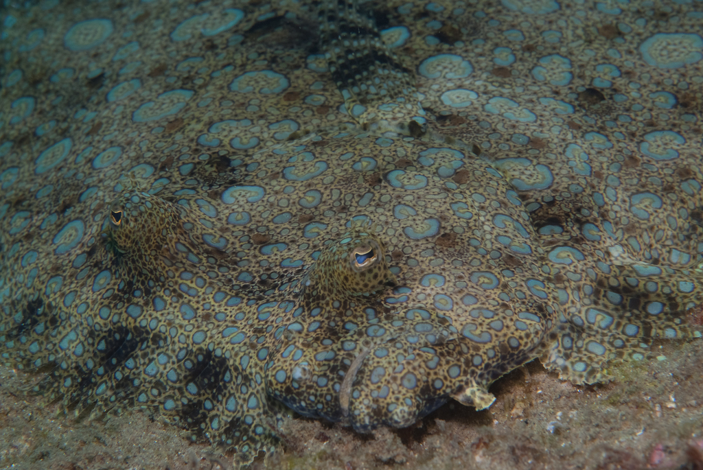 Tropical flounder