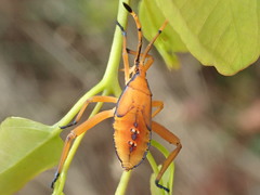 Amorbini