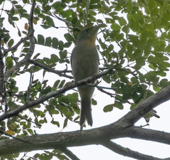 Piranga roseogularis