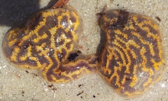 Botrylloides perspicuus
