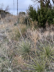 Yucca campestris