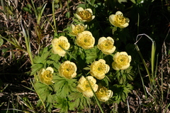 Trollius laxus