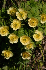 Trollius laxus
