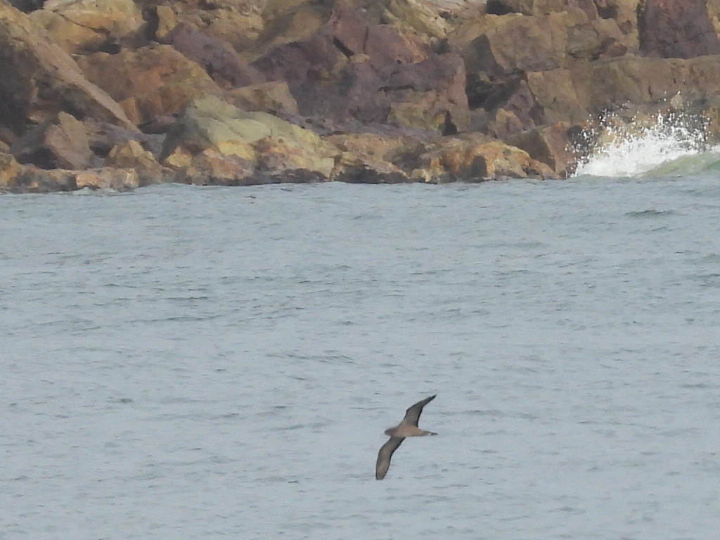 Wedge-tailed Shearwater