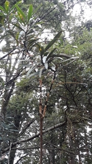 Septobasidium simmondsii