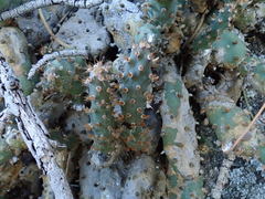 Opuntia basilaris brachyclada