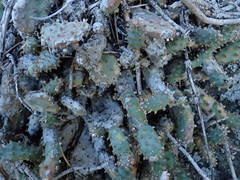 Opuntia basilaris brachyclada