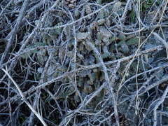 Opuntia basilaris brachyclada