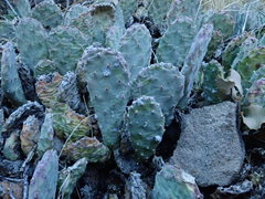 Opuntia basilaris brachyclada
