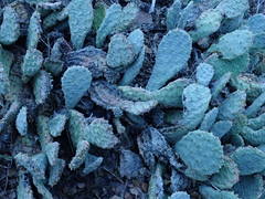 Opuntia basilaris brachyclada