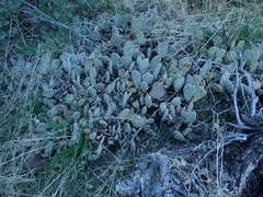Opuntia basilaris brachyclada