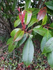 Photinia × fraseri