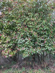 Photinia × fraseri