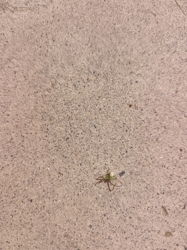 Triangle Crab Spider
