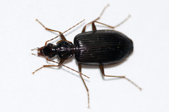 Platynus cincticollis