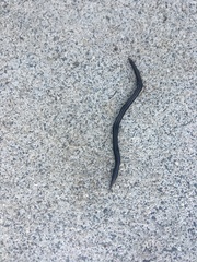 Endeavouria septemlineata