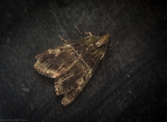 Orthaga atribasalis