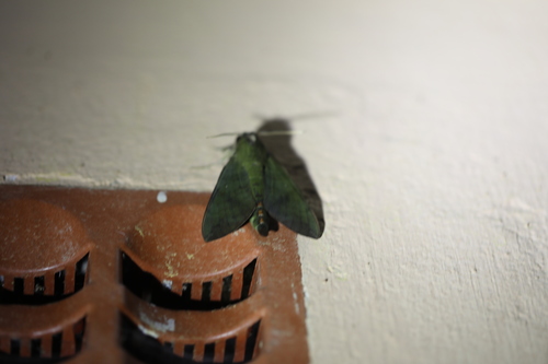 Comma Nephele