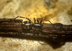 Nyssus