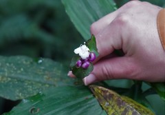 Tradescantia zanonia image