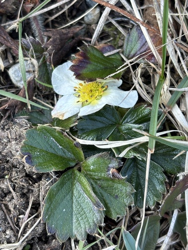 Fragaria chiloensis