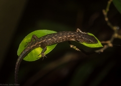 Saproscincus challengeri