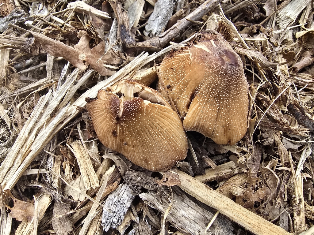 Coprinellus micaceus · February 2026 · photo: © dankillam (iNaturalist, cc0)