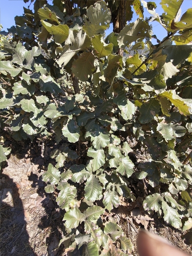 Quercus resinosa, photograph 5