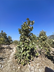 Quercus resinosa, photograph (c) Gustavo ZaRo, some rights reserved (CC BY)