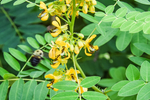 Maryland senna (Senna marilandica)