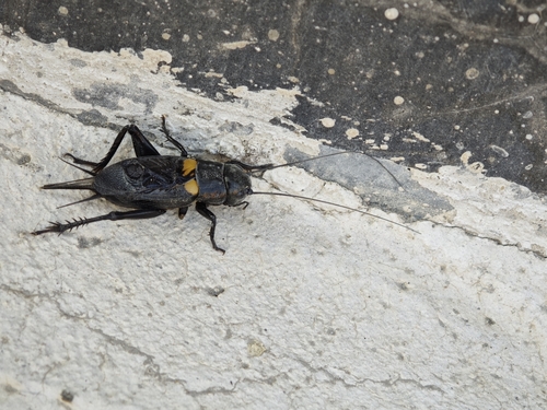 Southern Field Cricket