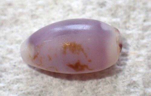 Purpuradusta fimbriata observed 2026-02-15