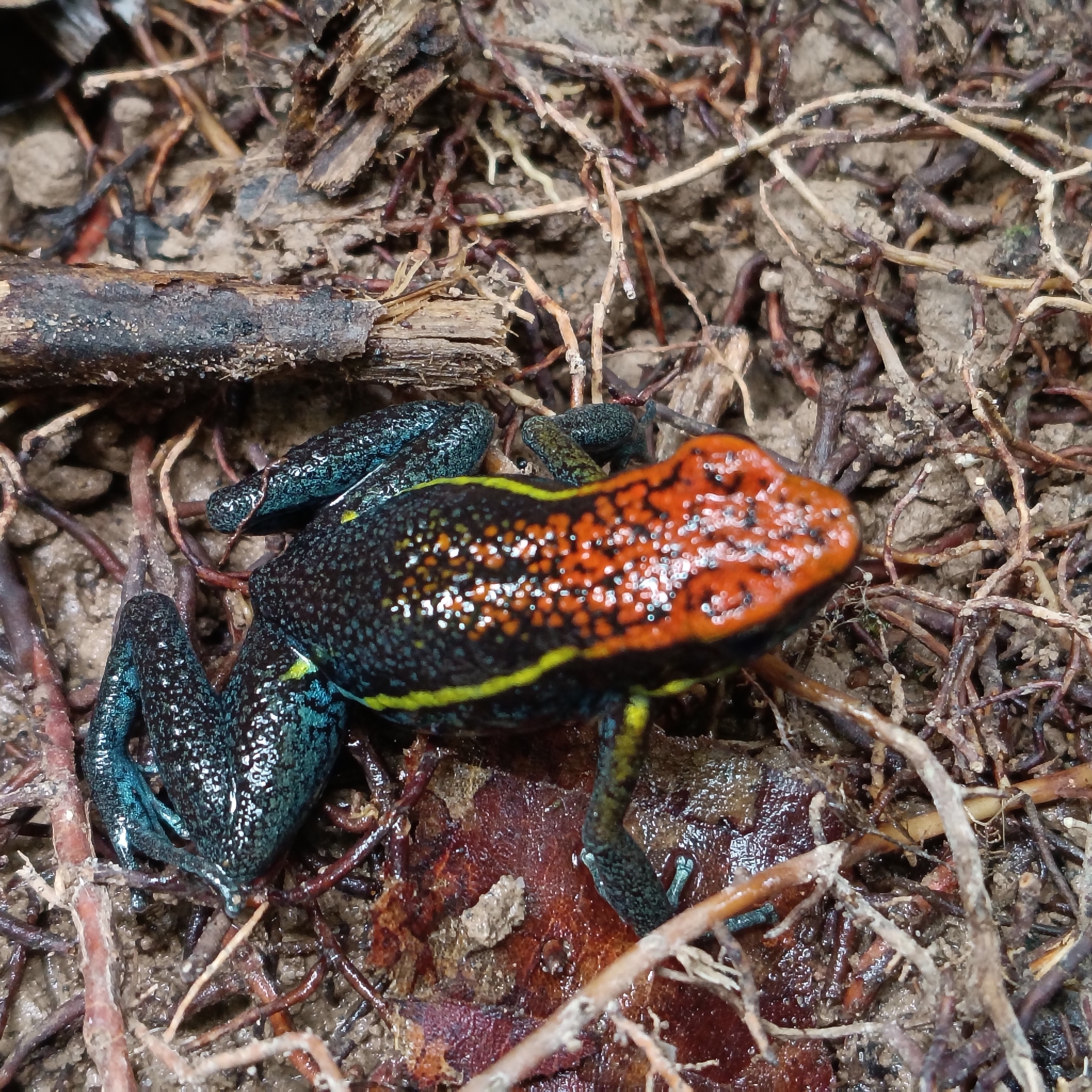 Valle de Huallaga Poison Frog