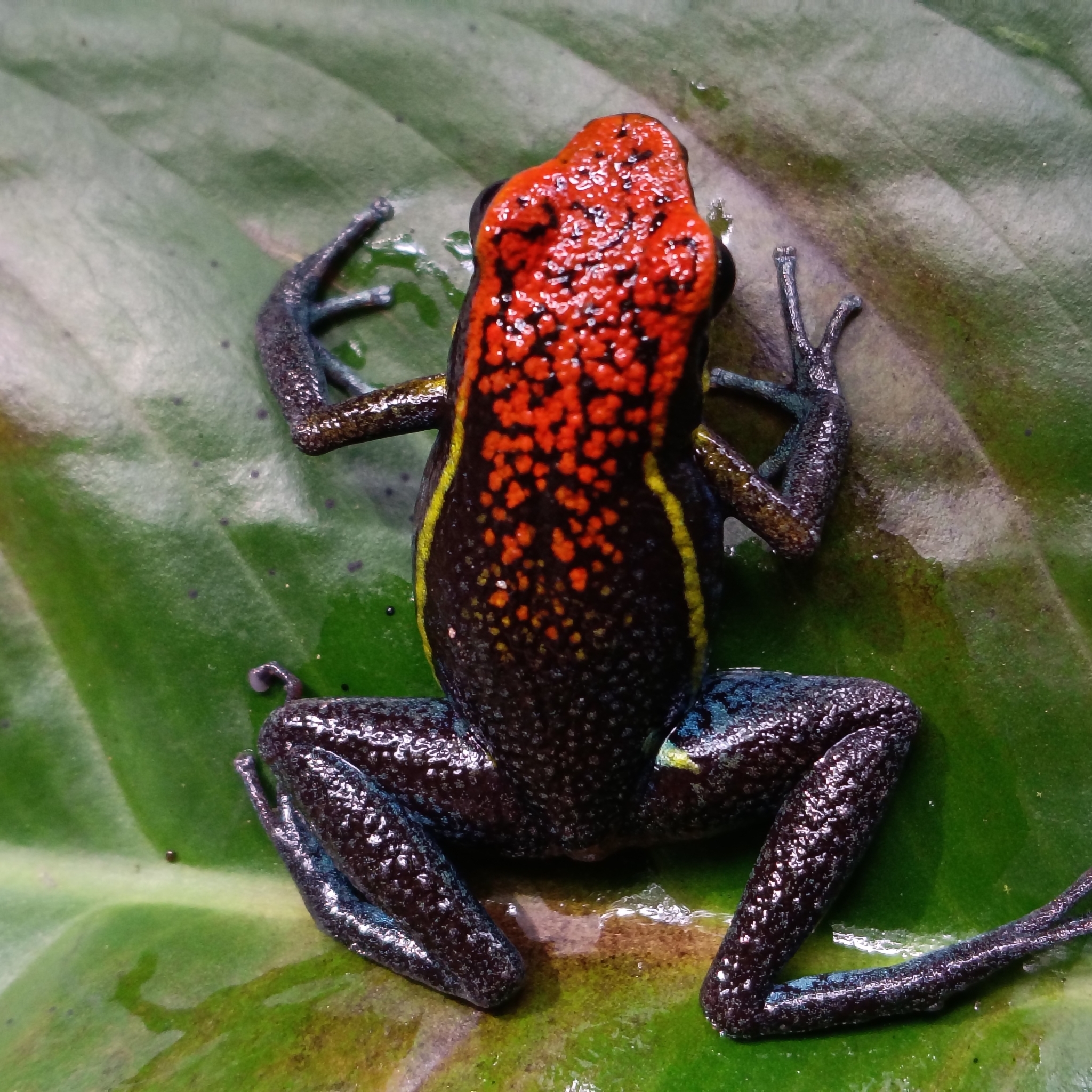 Valle de Huallaga Poison Frog photo 2