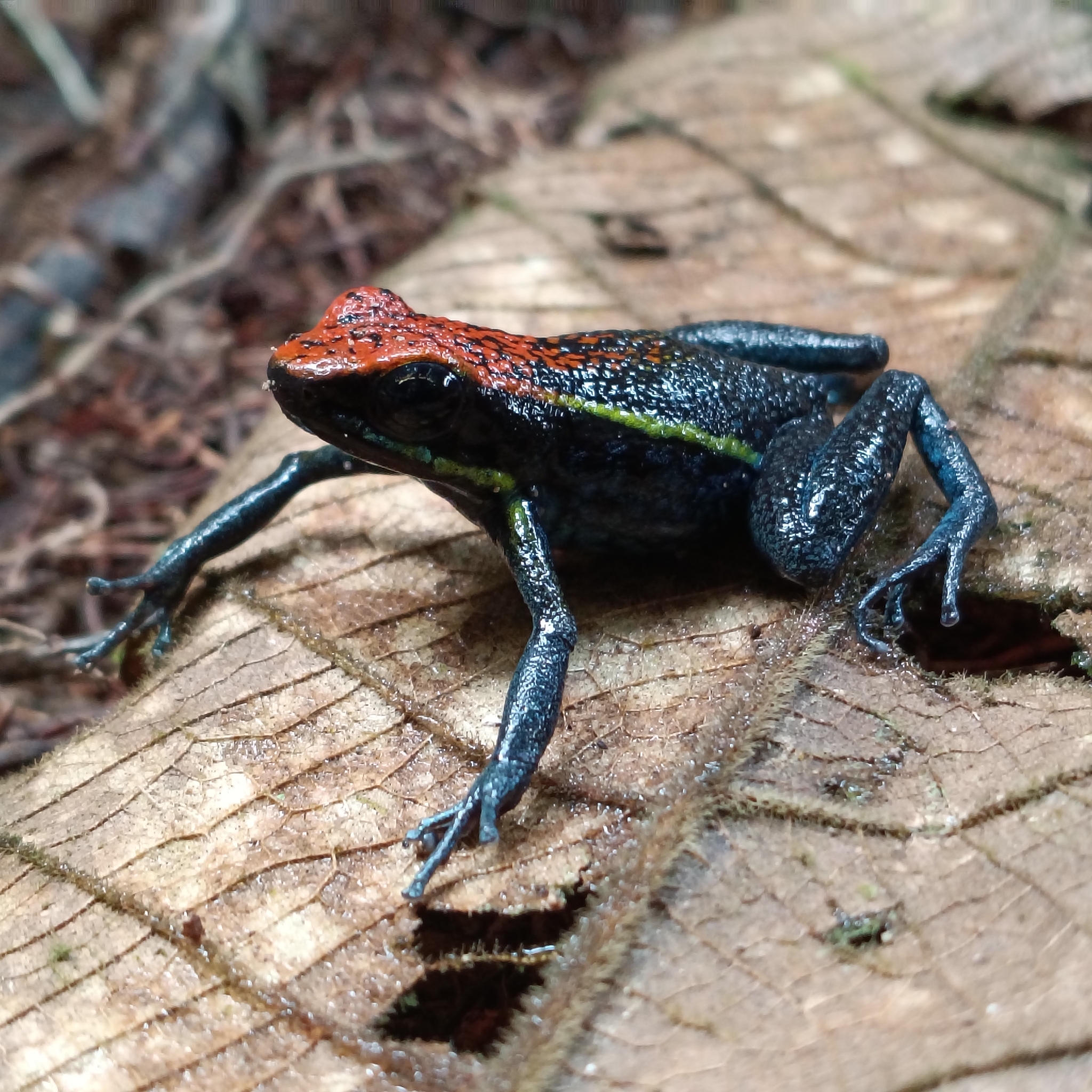 Valle de Huallaga Poison Frog photo 3