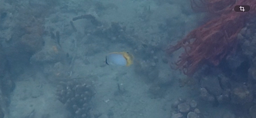 Chaetodon ocellatus