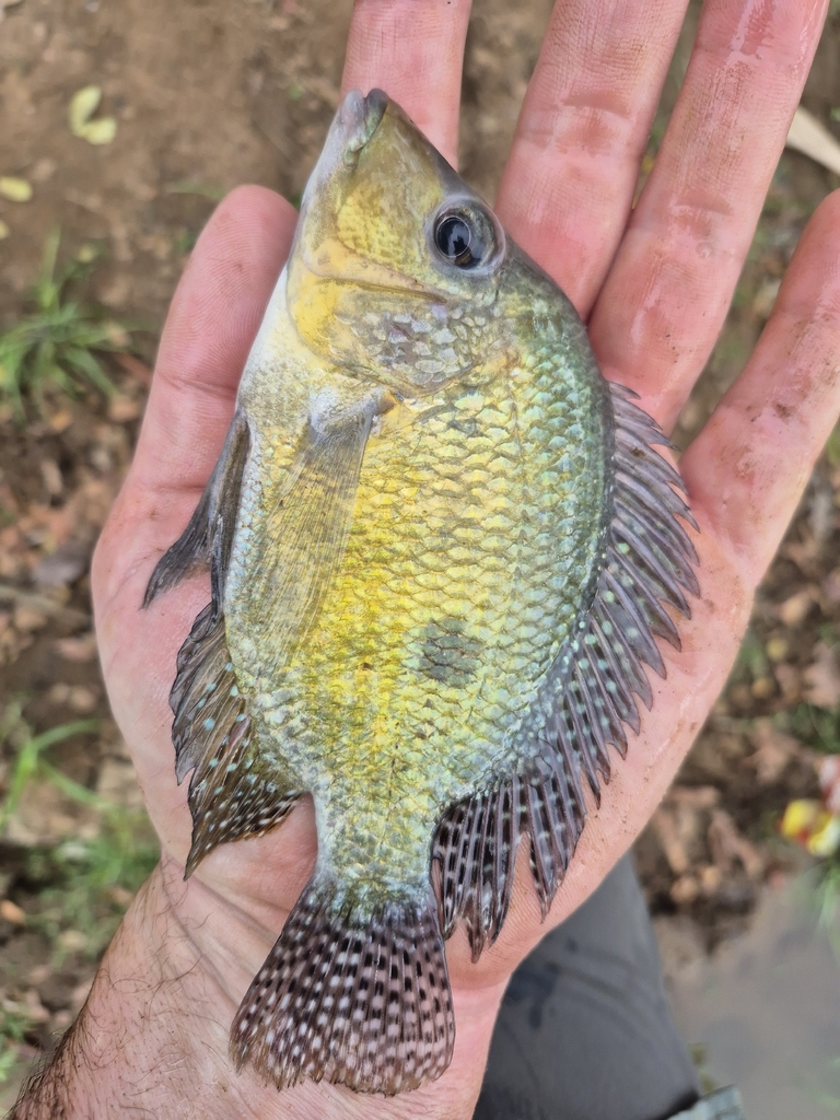 Beaked cichlid (Cribroheros rostratus) — Cichlidae